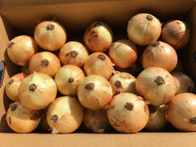 画像をギャラリービューアに読み込む, 令和7年産 淡路島玉ねぎ 最高中生品種 ターザン