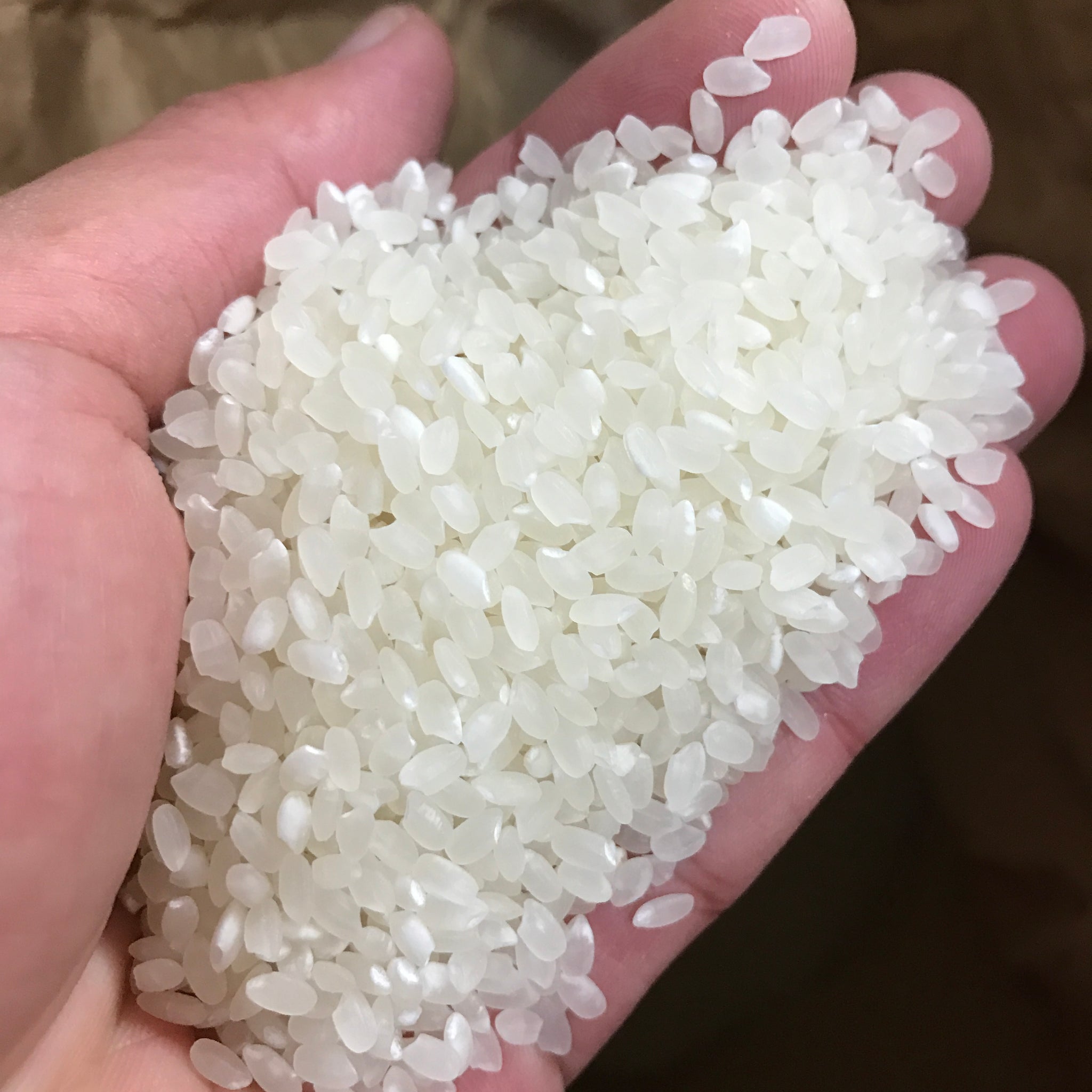 淡路島のお米コシヒカリ　米